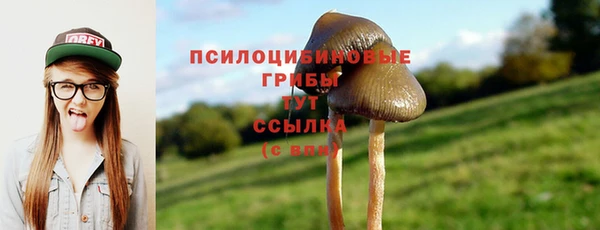 ПСИЛОЦИБИНОВЫЕ ГРИБЫ Абаза